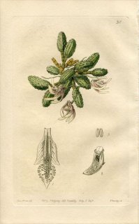 1843ǯ Edwards's Botanical Register No.37  ǥɥӥ° DENDROBIUM cucumerinum