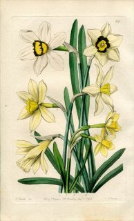 1843ǯ Edwards's Botanical Register No.38 ҥХʲ ° HYBRID Narcissi