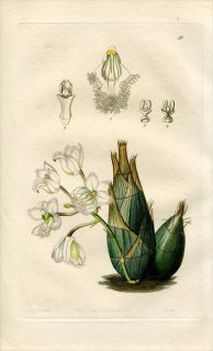 1843ǯ Edwards's Botanical Register No.39  ° CLOWESIA rosea