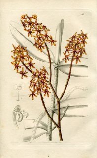 1843ǯ Edwards's Botanical Register No.41  ʥƥ° RENANTHERA matutina