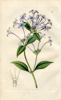 1843ǯ Edwards's Botanical Register No.42 Ͳ ҥɥ° RONDELETIA longiflora