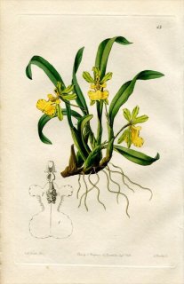 1843ǯ Edwards's Botanical Register No.43  󥷥° ONCIDIUM uniflorum