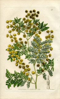 1843ǯ Edwards's Botanical Register No.46 ޥ ° ACACIA spectabilis