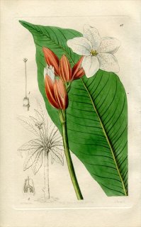 1843ǯ Edwards's Botanical Register No.47 ߥ ĥȥ° ERYTHROCHITON Brasiliensis
