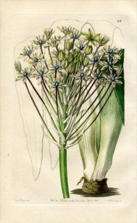 1843ǯ Edwards's Botanical Register No.48  ĥ° SCILLA Peruviana