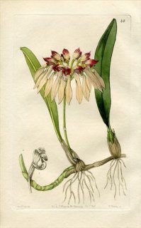 1843ǯ Edwards's Botanical Register No.49  ޥť° CIRRHOPETALUM chinense