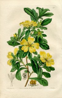 1843ǯ Edwards's Botanical Register No.50 ӥɥ ҥ٥ƥ° CANDOLLEA tetrandra
