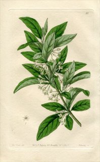 1843ǯ Edwards's Botanical Register No.51 ߲ °  ELAEAGNUS parvifolia