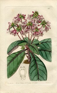 1843ǯ Edwards's Botanical Register No.52 Х ƥȥͥ° TETRANEMA mexicanum