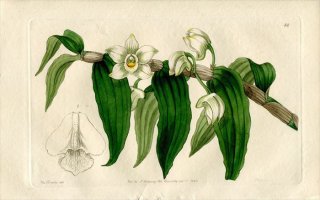 1843ǯ Edwards's Botanical Register No.54  ǥɥӥ° DENDROBIUM aqueum