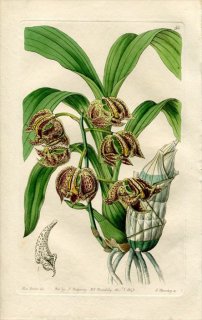 1843ǯ Edwards's Botanical Register No.56  ǥ° MORMODES aromaticum