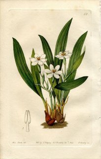 1843ǯ Edwards's Botanical Register No.57  쥦ƥ° ELEUTHERINE anomala