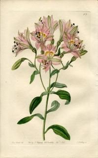 1843ǯ Edwards's Botanical Register No.58 ꥺ 륹ȥꥢ° ALSTROEMERIA lineatiflora