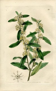 1843ǯ Edwards's Botanical Register No.59 륷 󥷥祦ɥ° DUVAUA longifolia