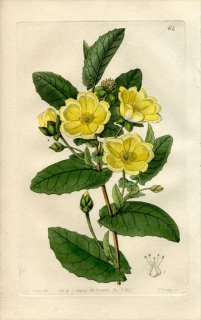 1843ǯ Edwards's Botanical Register No.64 ӥɥ ҥ٥ƥ° HIBBERTIA perfoliata