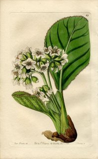 1843ǯ Edwards's Botanical Register No.65 業Υ 業Υ° SAXIFRAGA ciliata