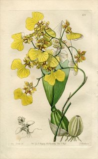 1843ǯ Edwards's Botanical Register No.66  󥷥° ONCIDIUM bicolor