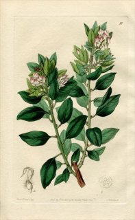 1844ǯ Edwards's Botanical Register No.17 ĥĥ ޥ° ARCTOSTAPHYLOS pungens
