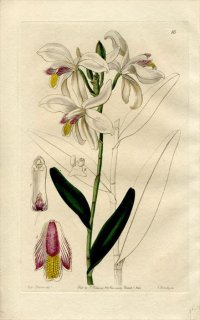 1844ǯ Edwards's Botanical Register No.18  ֥إǥ° BROMHEADIA palustris