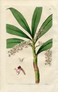 1844ǯ Edwards's Botanical Register No.20  ԥʥꥢ° ERIA floribunda