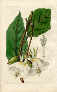 1844ǯ Edwards's Botanical Register No.21  ȥ° TROCHETIA grandiflora