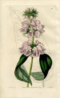 1844ǯ Edwards's Botanical Register No.22  եߥ° PHLOMIS Cashmeriana