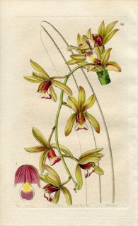 1844ǯ Edwards's Botanical Register No.24  ӥ° CYMBIDIUM pendulum