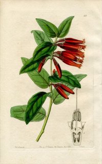 1844ǯ Edwards's Botanical Register No.25 ĥĥ ޥ쥢˥° MACLEANIA longiflora