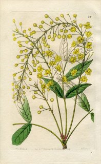 1844ǯ Edwards's Botanical Register No.26 ᥮ ᥮° BERBERIS tenuifolia