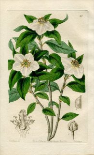 1844ǯ Edwards's Botanical Register No.27 Х ɥ° LINDLEYA mespiloides