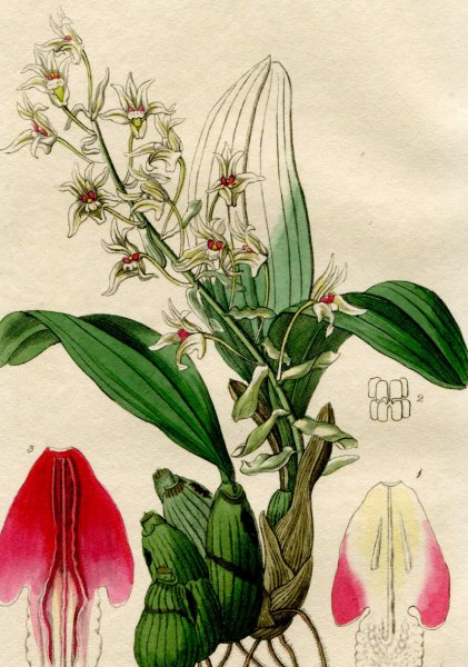 1844年 Edwards's Botanical Register No.29 ラン科 エリア属 ERIA bractescens -  アンティークプリント 博物画 ボタニカルアートの通販サイト Spirito di Artigiano