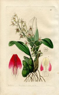 1844ǯ Edwards's Botanical Register No.29  ꥢ° ERIA bractescens