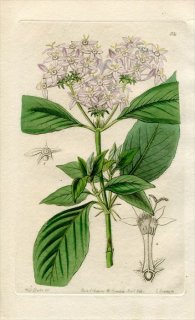 1844ǯ Edwards's Botanical Register No.32 Ͳ ڥ󥿥° PENTAS carnea