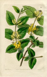 1844ǯ Edwards's Botanical Register No.33  ° LONICERA diversifolia