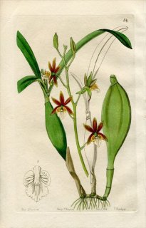 1844ǯ Edwards's Botanical Register No.34  ԥǥɥ° EPIDENDRUM pterocarpum