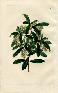 1844ǯ Edwards's Botanical Register No.36 ĥĥ ҥ᥷㥯ʥ° ANDROMEDA phyllireaefolia