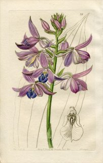 1844ǯ Edwards's Botanical Register No.37  ӥ° CALANTHE Masuca