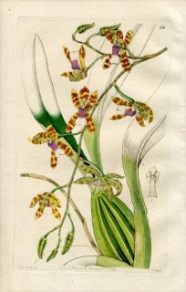 1844ǯ Edwards's Botanical Register No.39  ɥȥå° ODONTOGLOSSUM laeve