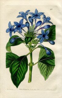 1844ǯ Edwards's Botanical Register No.40 Ͳ ҥɥ° HINDSIA violacea