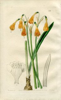1844ǯ Edwards's Botanical Register No.42 ҥХʲ ƥΥå° STENOMESSON Hartwegii