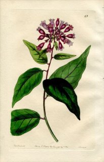 1844ǯ Edwards's Botanical Register No.43 ʥ ȥ° HABROTHAMNUS purpureus