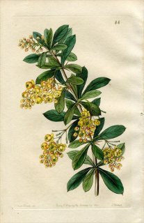 1844ǯ Edwards's Botanical Register No.44 ᥮ ᥮° BERBERIS umbellata
