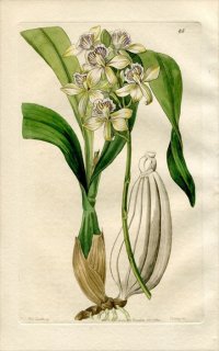 1844ǯ Edwards's Botanical Register No.45  ԥǥɥ° EPIDENDRUM radiatum