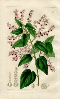 1844ǯ Edwards's Botanical Register No.47  饷ڥ° CORETHROSTYLIS bracteata
