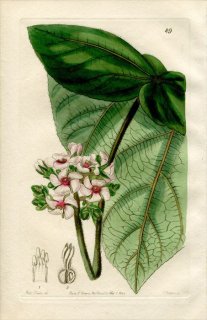 1844ǯ Edwards's Botanical Register No.49  륤° ASTIRIA rosea