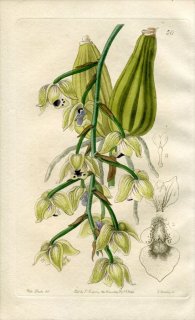 1844ǯ Edwards's Botanical Register No.50  饫° LACAENA bicolor