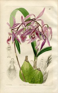 1844ǯ Edwards's Botanical Register No.51  ԥǥɥ° EPIDENDRUM verrucosum