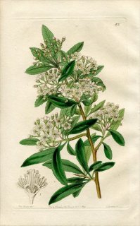 1844ǯ Edwards's Botanical Register No.52 Х ȥ掠󥶥° ҥޥȥ掠󥶥 CRATAEGUS crenulata
