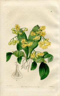 1844ǯ Edwards's Botanical Register No.53  ǥɥӥ° DENDROBIUM compressum