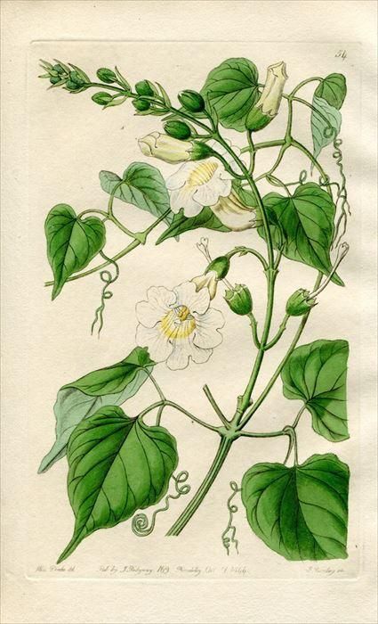 1844年 Edwards S Botanical Register No 54 ノウゼンカズラ科 ツリガネカズラ属 Bignonia Carolinae アンティークプリント ボタニカルアート 博物画の通販サイト Spirito Di Artigiano